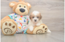 Poochon Pup Being Cute