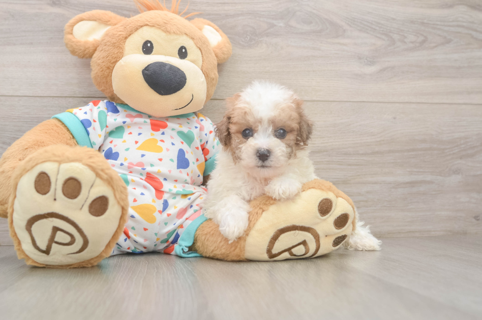 5 week old Poochon Puppy For Sale - Seaside Pups