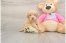 Poochon Pup Being Cute