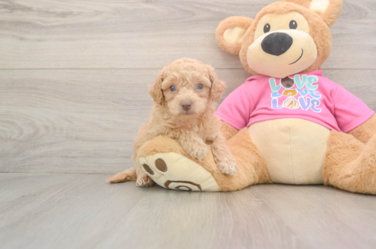 Poochon Pup Being Cute