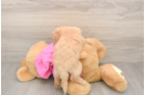 Poochon Pup Being Cute
