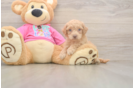 Best Poochon Baby