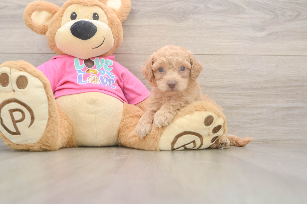 Best Poochon Baby
