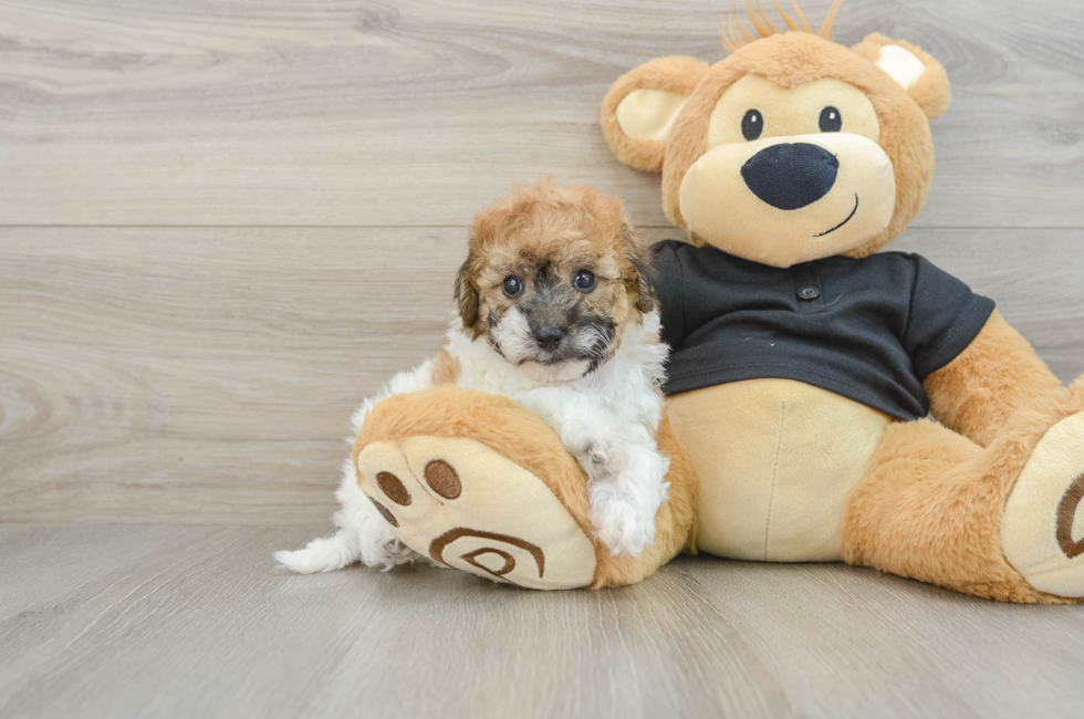 5 week old Poochon Puppy For Sale - Seaside Pups