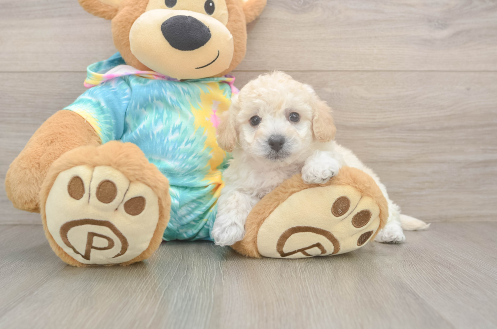 5 week old Poochon Puppy For Sale - Seaside Pups