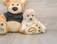 6 week old Poochon Puppy For Sale - Seaside Pups
