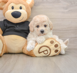 5 week old Poochon Puppy For Sale - Seaside Pups