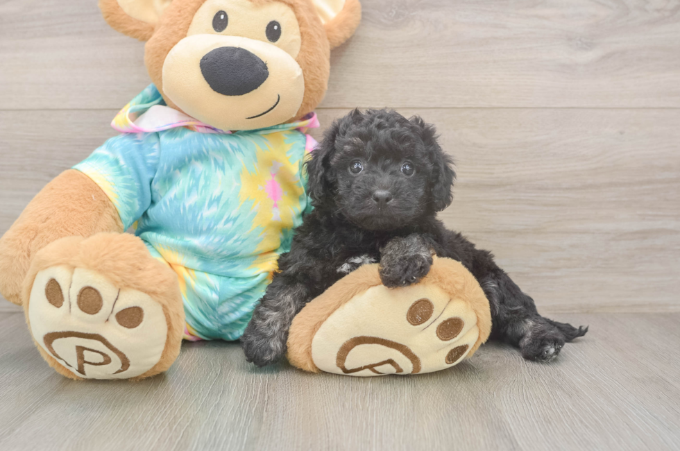 5 week old Poochon Puppy For Sale - Seaside Pups
