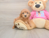 7 week old Poochon Puppy For Sale - Seaside Pups