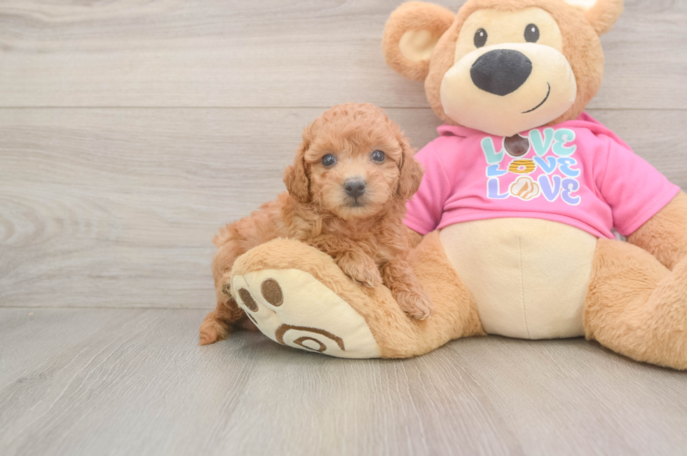 5 week old Poochon Puppy For Sale - Seaside Pups