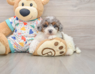 7 week old Poochon Puppy For Sale - Seaside Pups