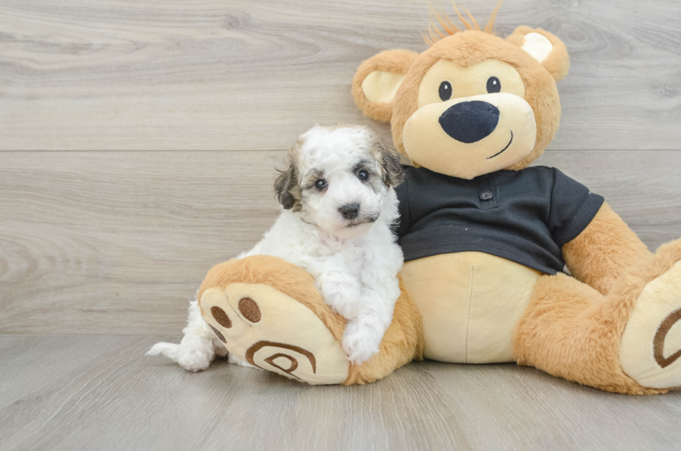 5 week old Poochon Puppy For Sale - Seaside Pups