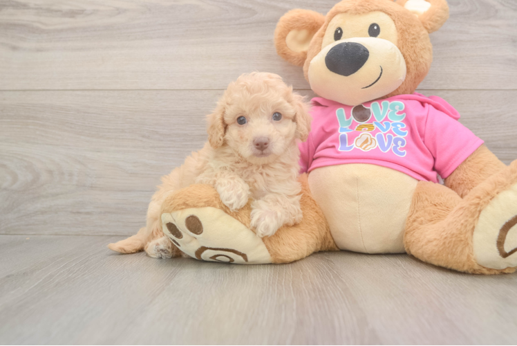 Smart Poochon Poodle Mix Pup