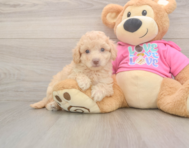 7 week old Poochon Puppy For Sale - Seaside Pups
