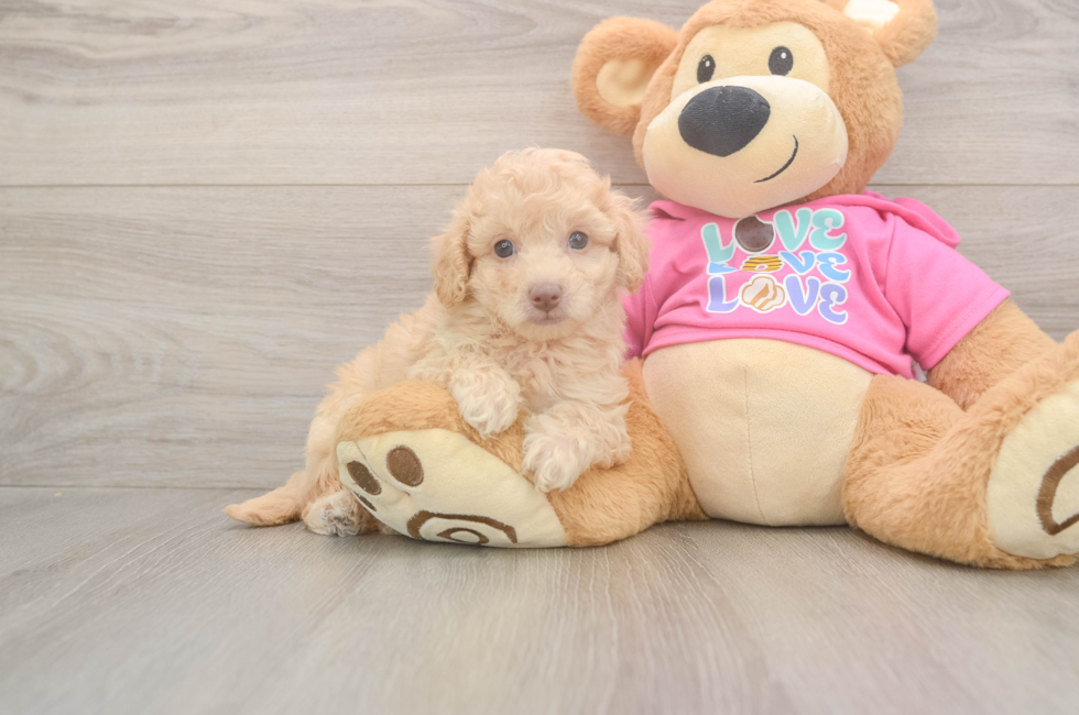 5 week old Poochon Puppy For Sale - Seaside Pups