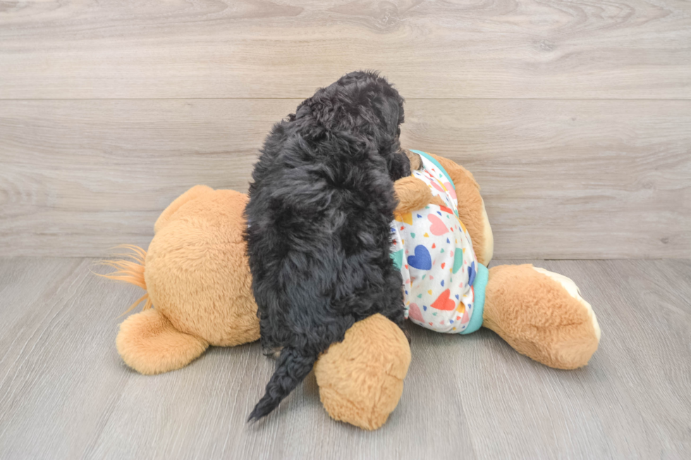 Sweet Poochon Baby