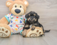 7 week old Poochon Puppy For Sale - Seaside Pups