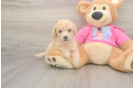 Best Poochon Baby