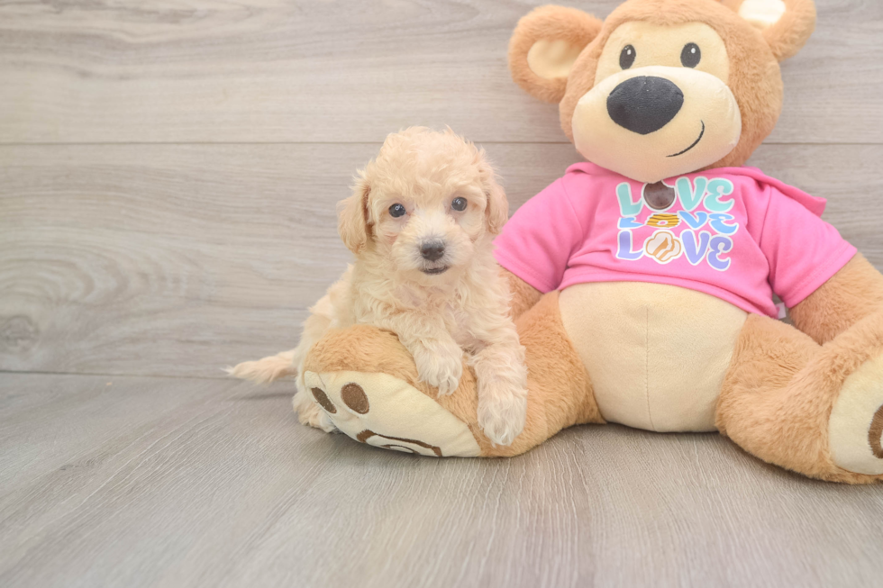 Best Poochon Baby