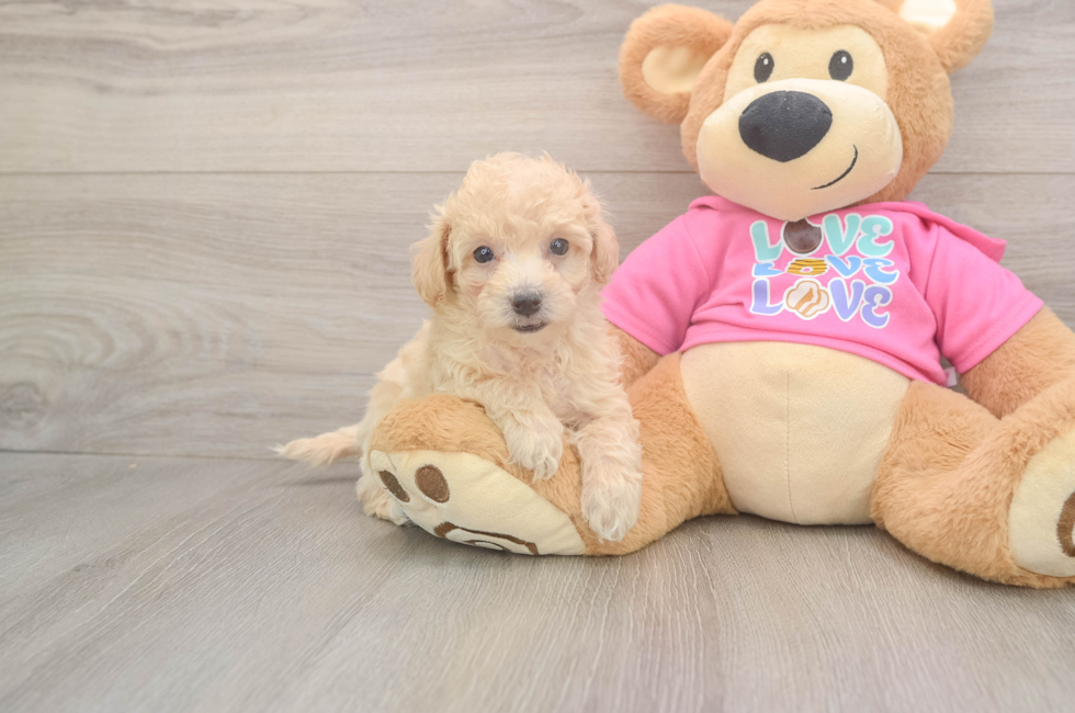 5 week old Poochon Puppy For Sale - Seaside Pups