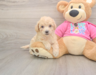 8 week old Poochon Puppy For Sale - Seaside Pups 8 week old Poochon Puppy For Sale - Seaside Pups
