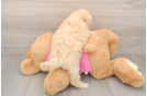 Friendly Poochon Baby