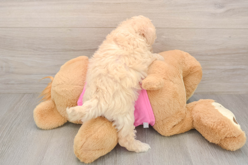 Friendly Poochon Baby
