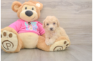 Best Poochon Baby