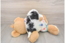 Best Poochon Baby
