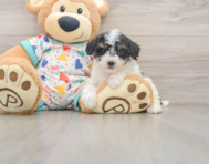 7 week old Poochon Puppy For Sale - Seaside Pups