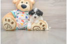 Poochon Pup Being Cute