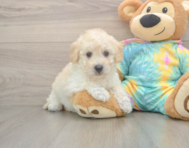8 week old Poochon Puppy For Sale - Seaside Pups