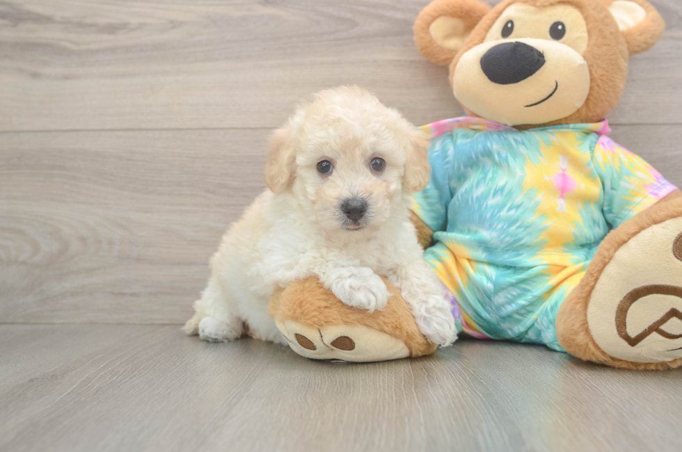 5 week old Poochon Puppy For Sale - Seaside Pups