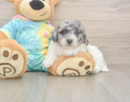 8 week old Poochon Puppy For Sale - Seaside Pups