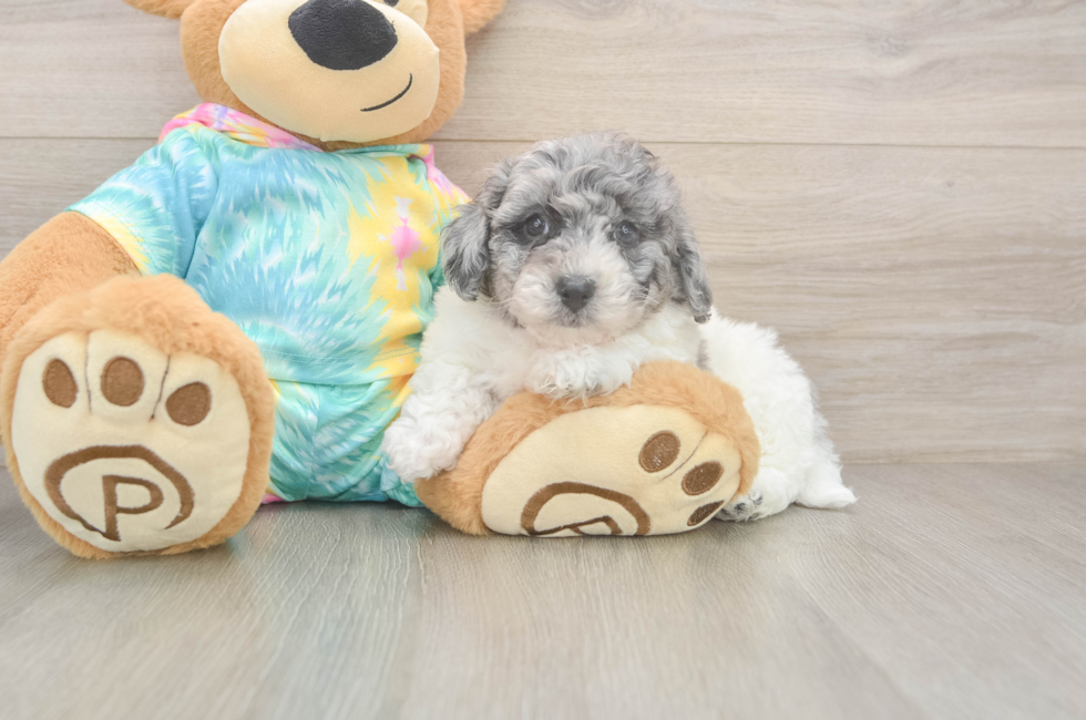 5 week old Poochon Puppy For Sale - Seaside Pups