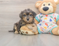 6 week old Poochon Puppy For Sale - Seaside Pups