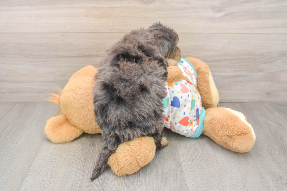 Funny Poochon Poodle Mix Pup