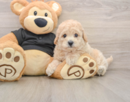 6 week old Poochon Puppy For Sale - Seaside Pups