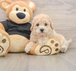 5 week old Poochon Puppy For Sale - Seaside Pups