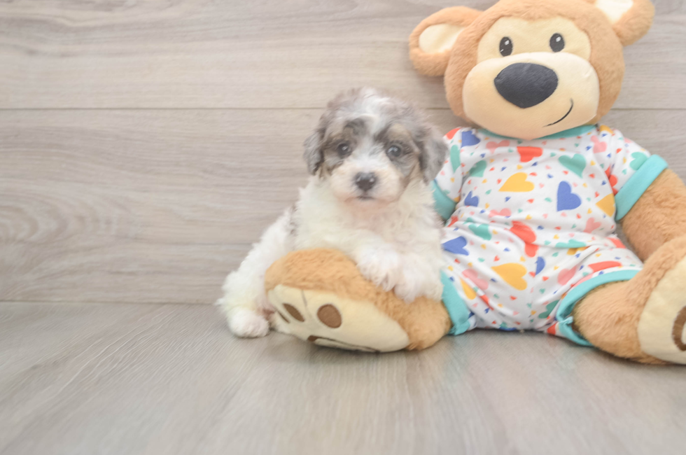 5 week old Poochon Puppy For Sale - Seaside Pups
