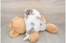 Little Bichpoo Poodle Mix Puppy
