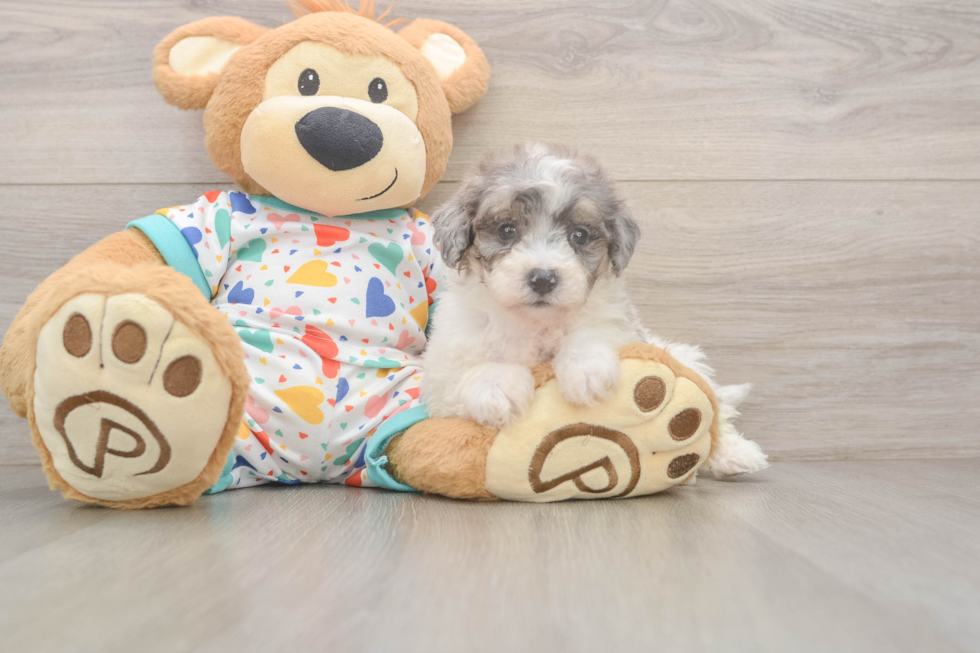 Energetic Bichpoo Poodle Mix Puppy