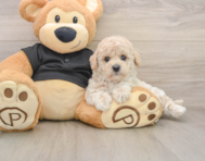 6 week old Poochon Puppy For Sale - Seaside Pups