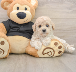 6 week old Poochon Puppy For Sale - Seaside Pups