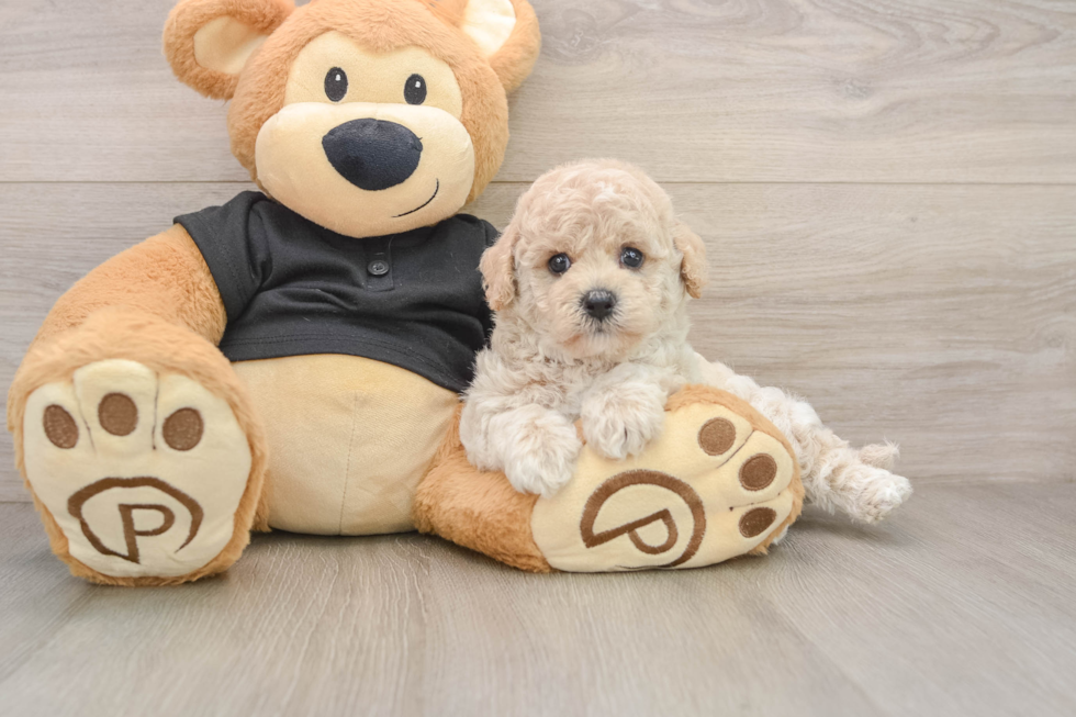 Best Poochon Baby