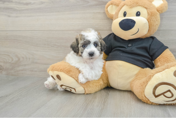 Poochon Puppy for Adoption