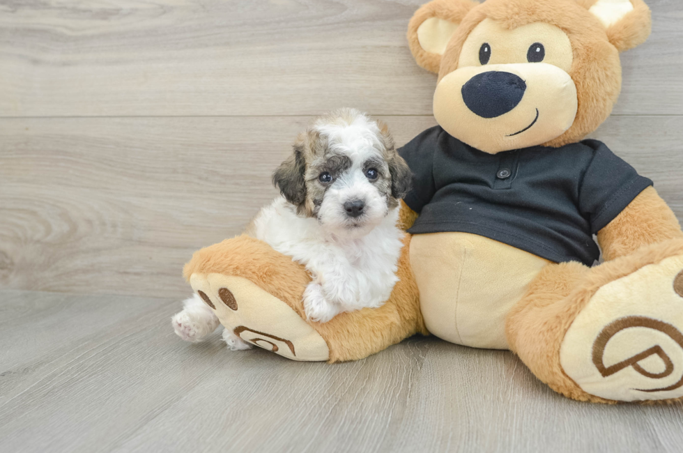 5 week old Poochon Puppy For Sale - Seaside Pups