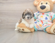 8 week old Poochon Puppy For Sale - Seaside Pups