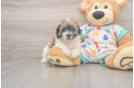 Energetic Bichpoo Poodle Mix Puppy