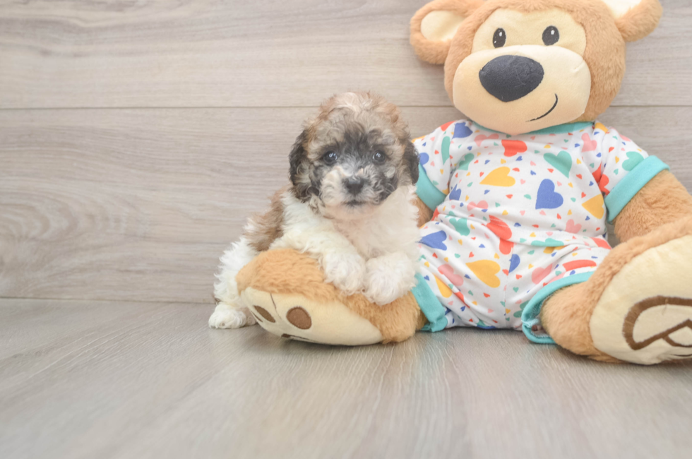 5 week old Poochon Puppy For Sale - Seaside Pups